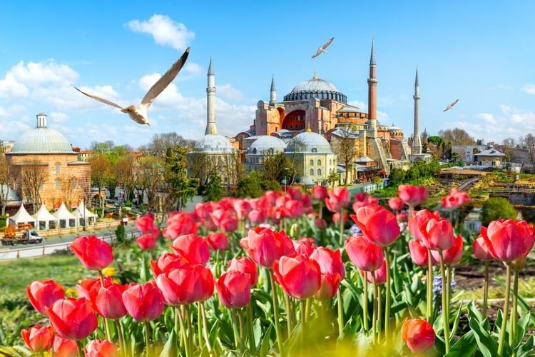 Nikmati Indahnya Panorama Bunga Tulip dalam Umroh Plus Turki